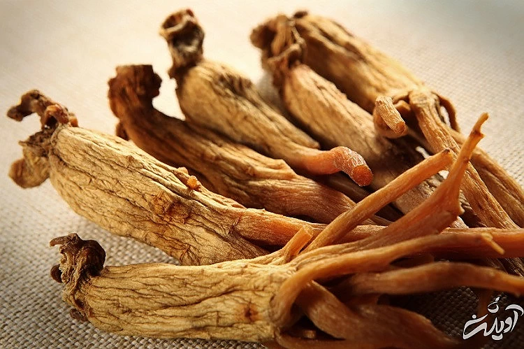 جینسینگ چه خواصی دارد؟ جینسینگ و هرآنچه که در مورد خواص جادویی آن باید بدانید